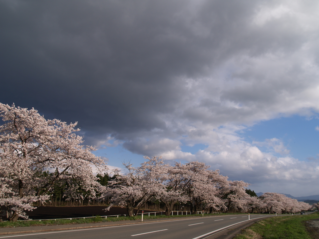 小岩井が満開