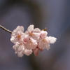 北東北にも、