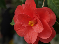 オールドレンズ越しの椿①