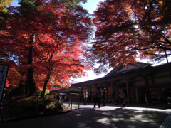 紅葉狩り_中尊寺②