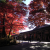 紅葉狩り_中尊寺②