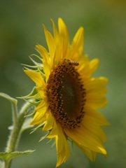 夏の「光」と「ひまわり」