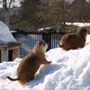 秋田_雪の動物園⑭