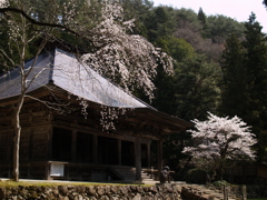 ギャラリー桜⑥