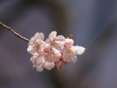 春待つもの