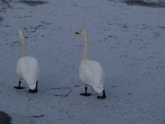 白鳥の