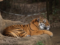 振り返り動物園⑥