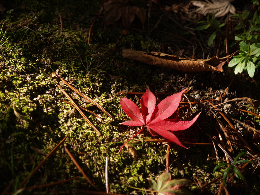 陽を感じるから②
