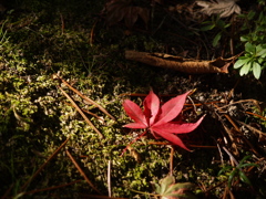 陽を感じるから②