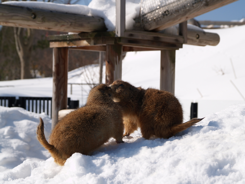 秋田_雪の動物園⑮