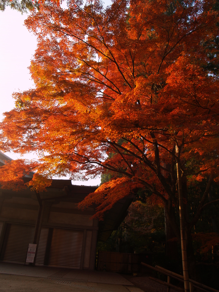 今年の秋は。。