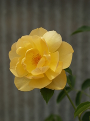 花巻温泉バラ園⑧