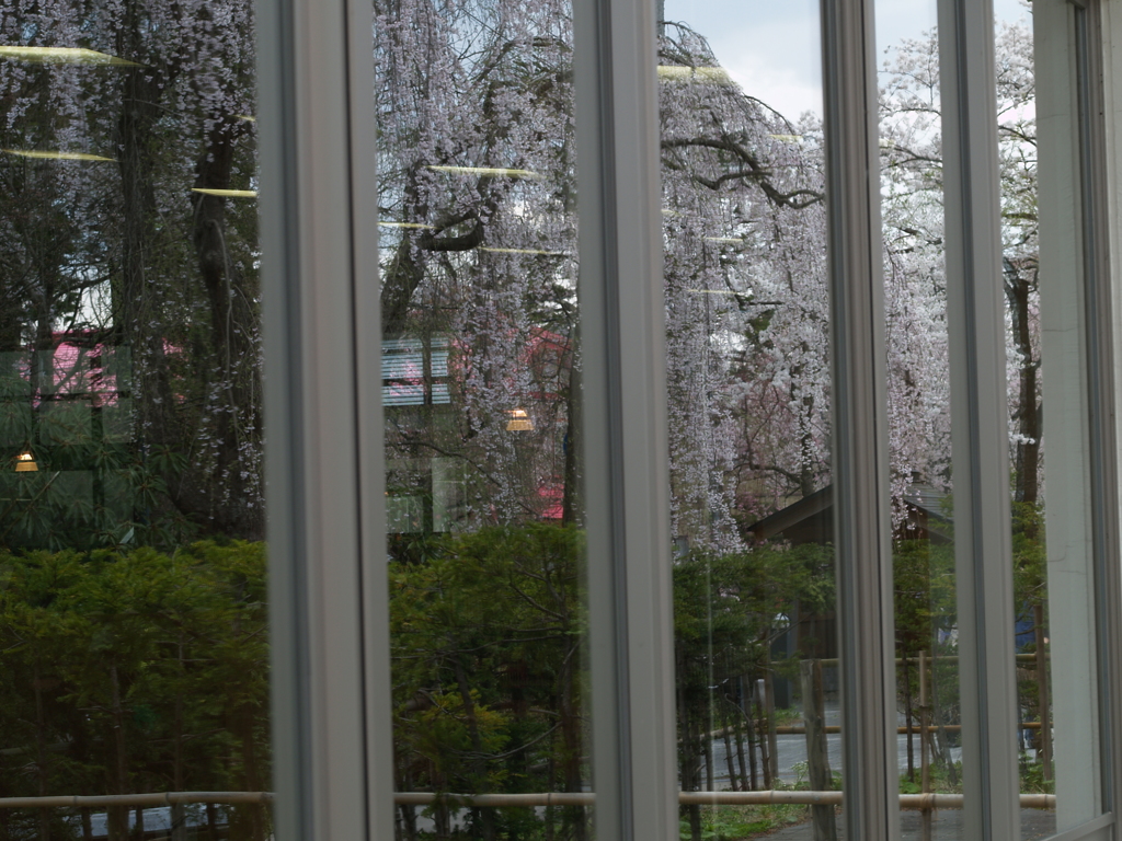 桜のまち角館⑥