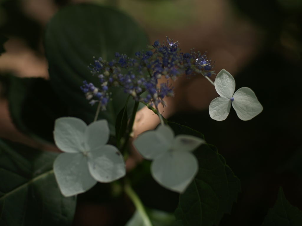 紫陽花と光①