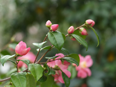 オールドレンズ越しの椿②