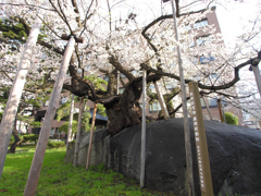 ギャラリー桜⑩