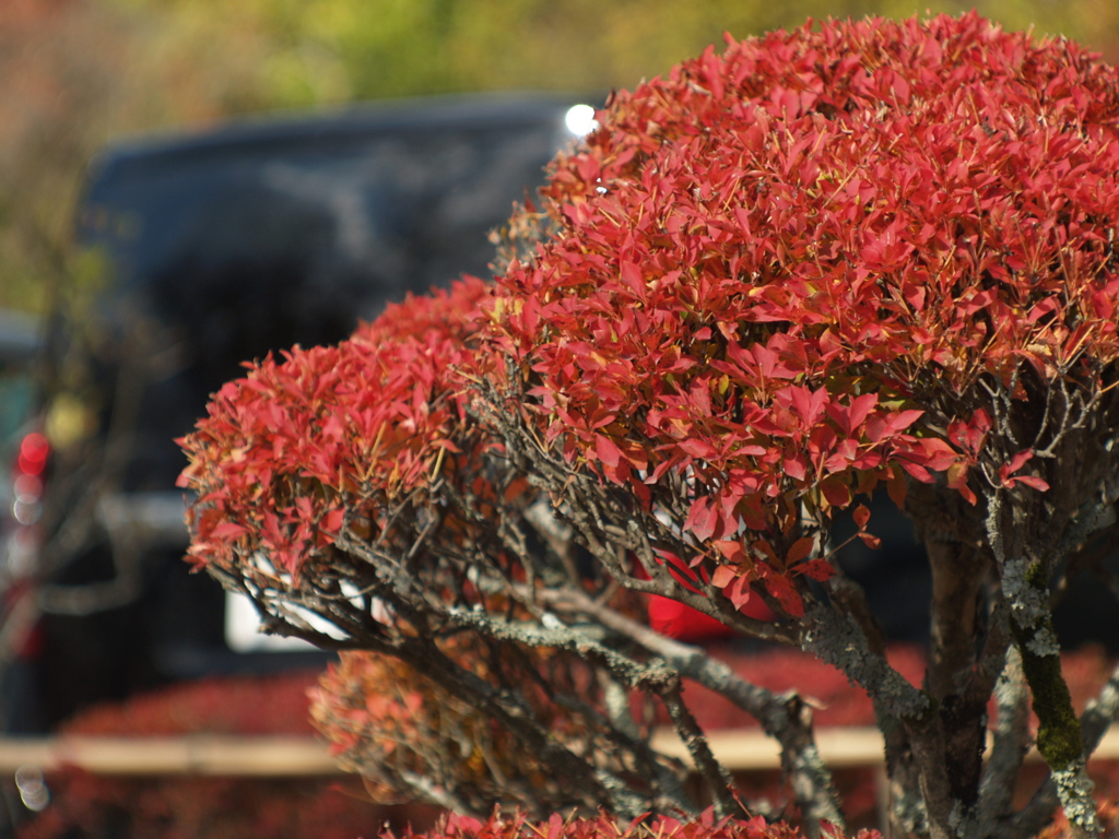 jupiter-9で中尊寺⑤