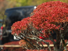 jupiter-9で中尊寺⑤