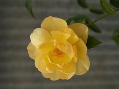 柔らかイエロー