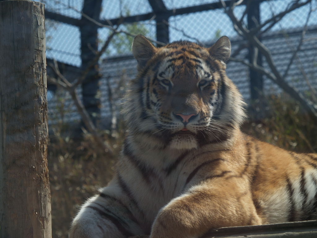 動物園に行こう⑪