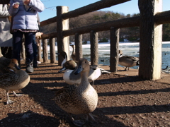 冬の憩③