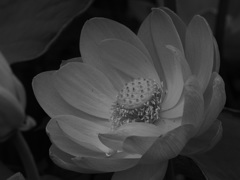 画像処理臭さと描写力
