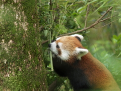 二次元じゃないレッサーパンダ