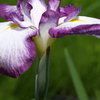 花菖蒲の季節⑩