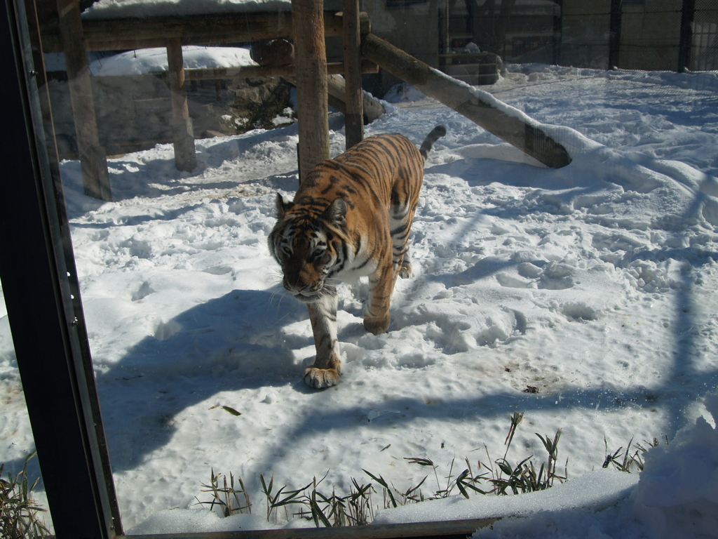 秋田_雪の動物園⑪