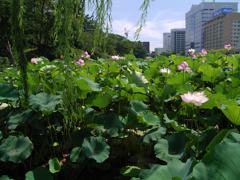 盛夏⑥