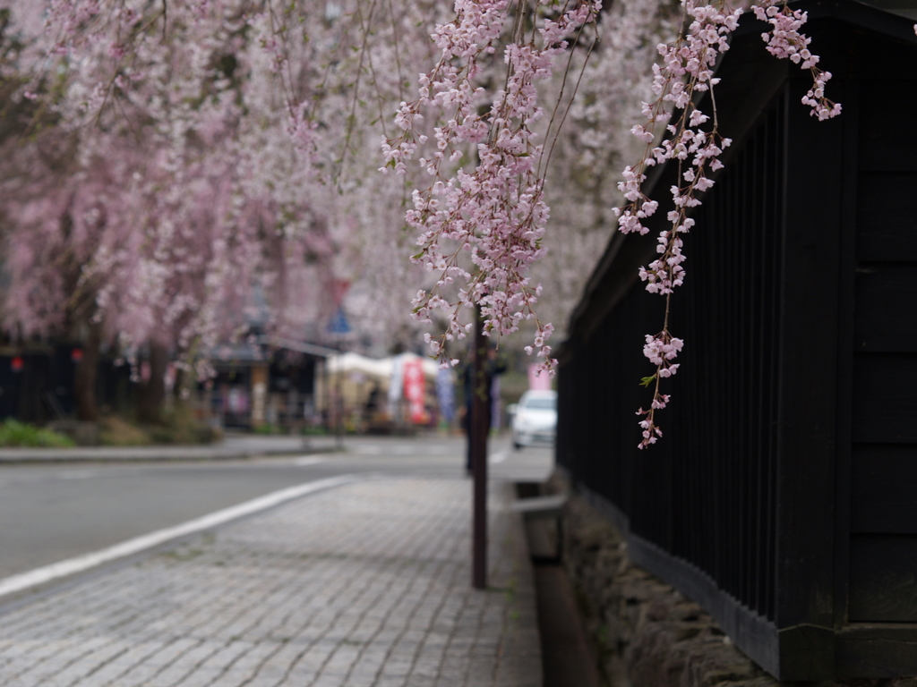 ギャラリー桜⑫