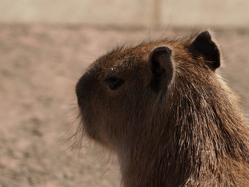 動物園の振り返り③