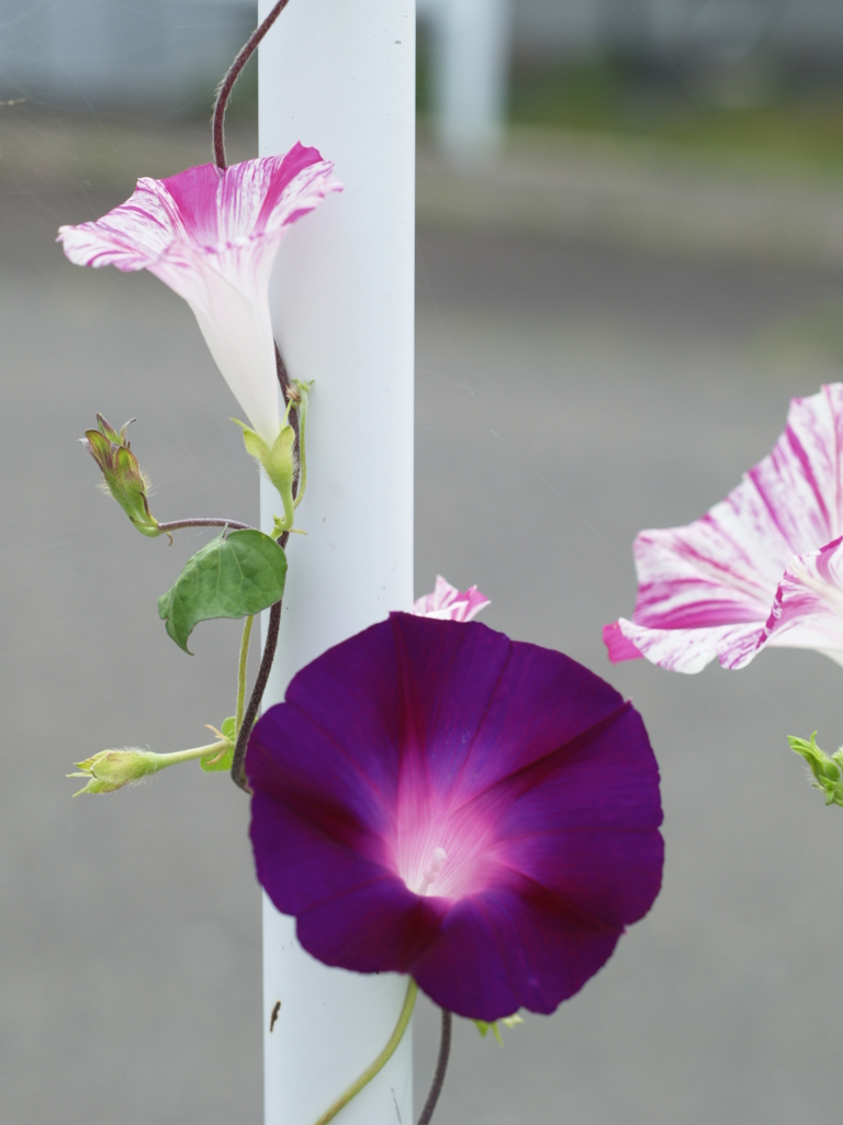 スッピンあさがおfujinon