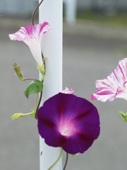 スッピンあさがおfujinon