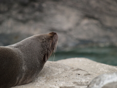振り返り動物園⑧