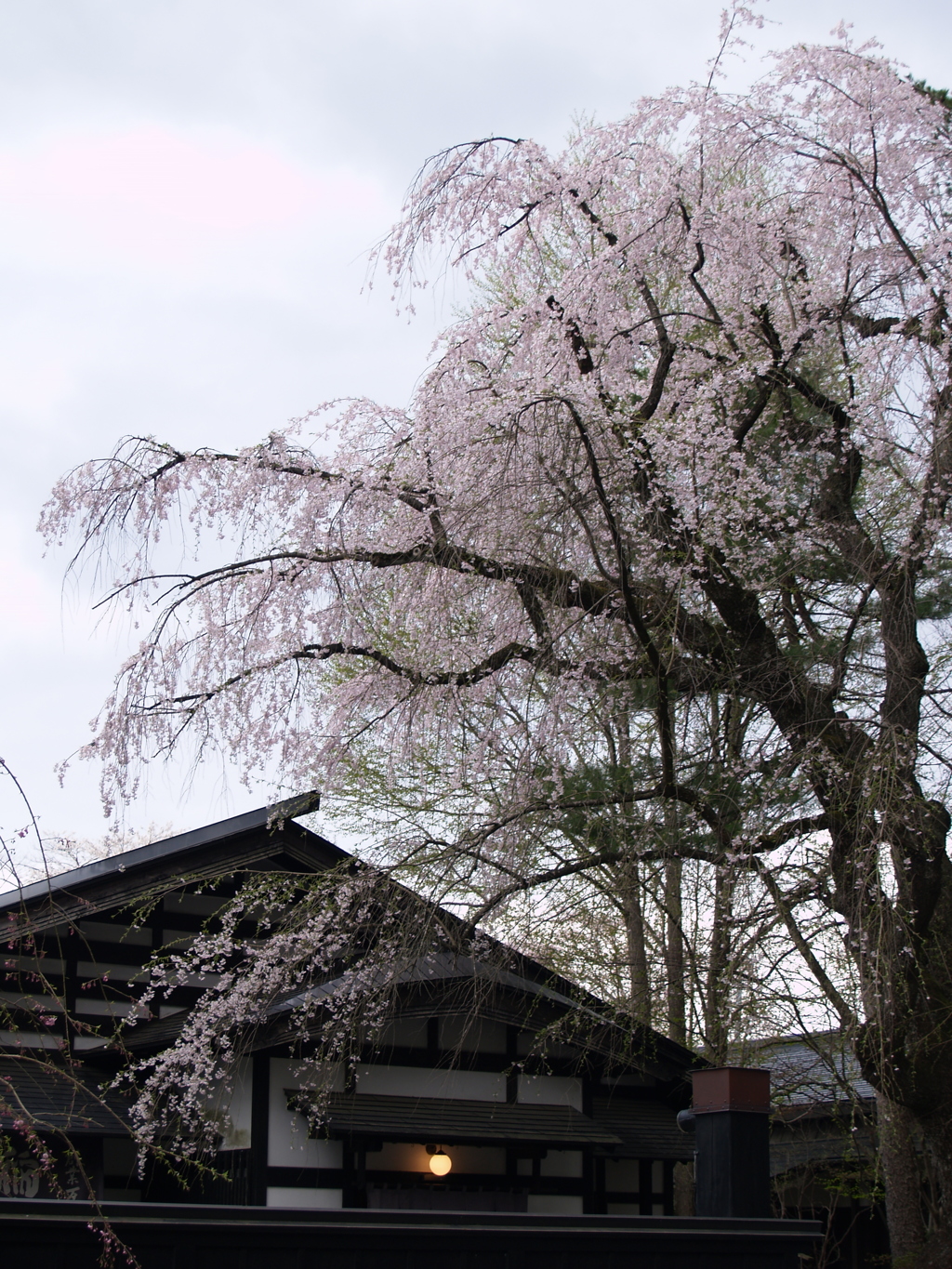 桜のまち角館④