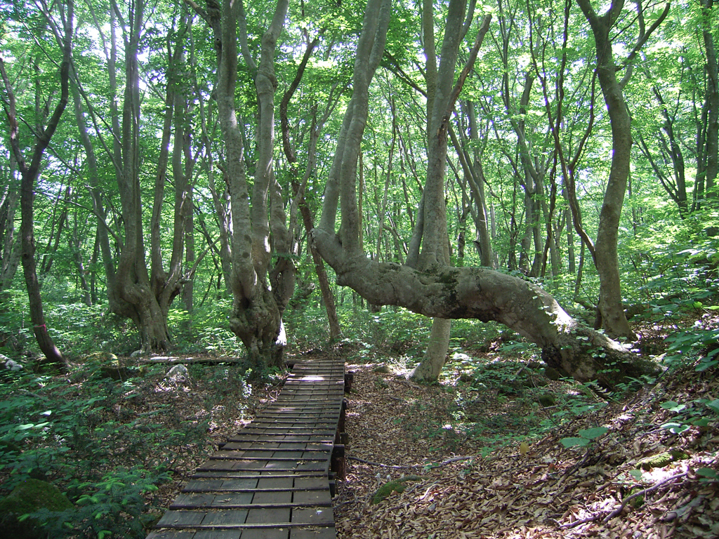 森林浴④