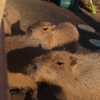 カピバラ温泉③