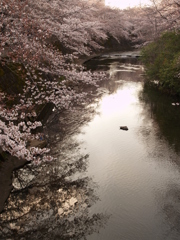 市街地の桜④