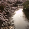 市街地の桜④