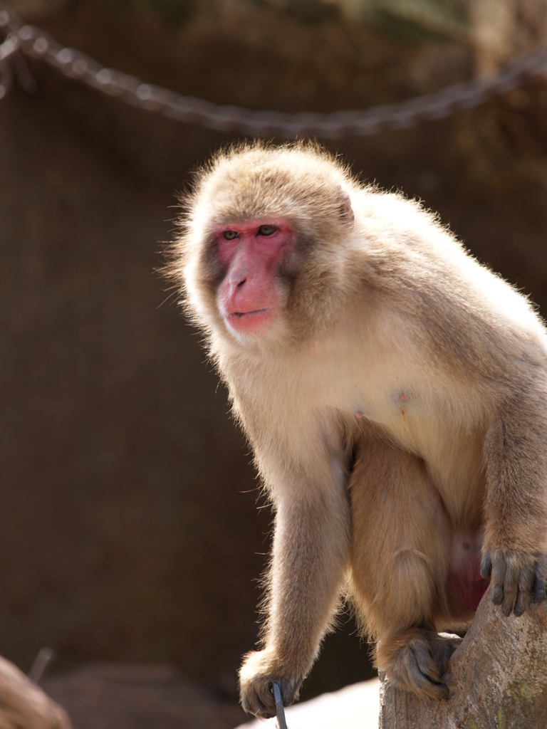 動物園に行こう⑤