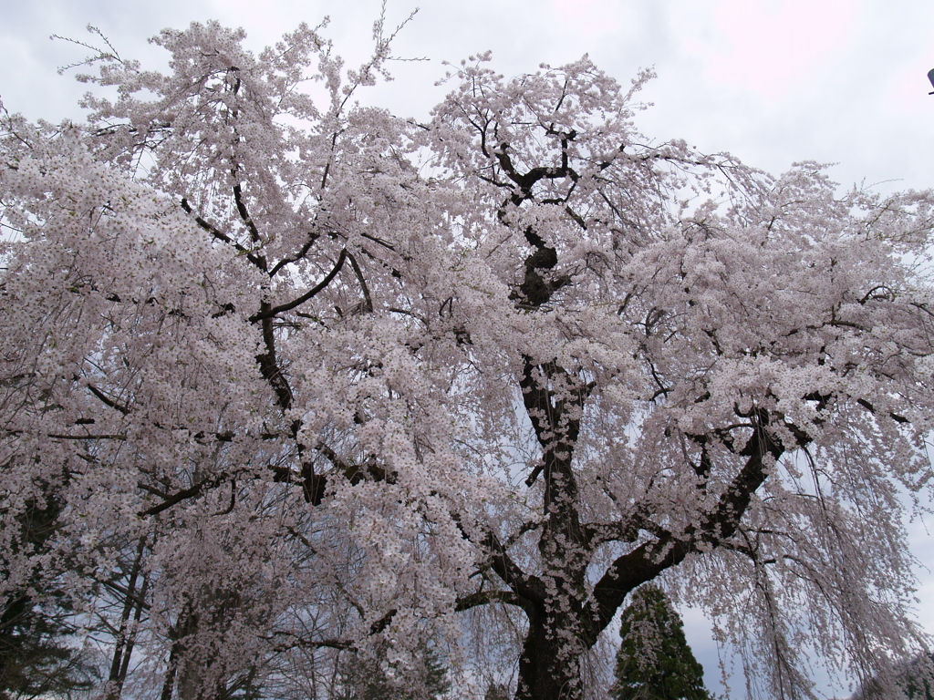 ギャラリー桜⑯