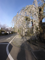 ギャラリー桜⑮