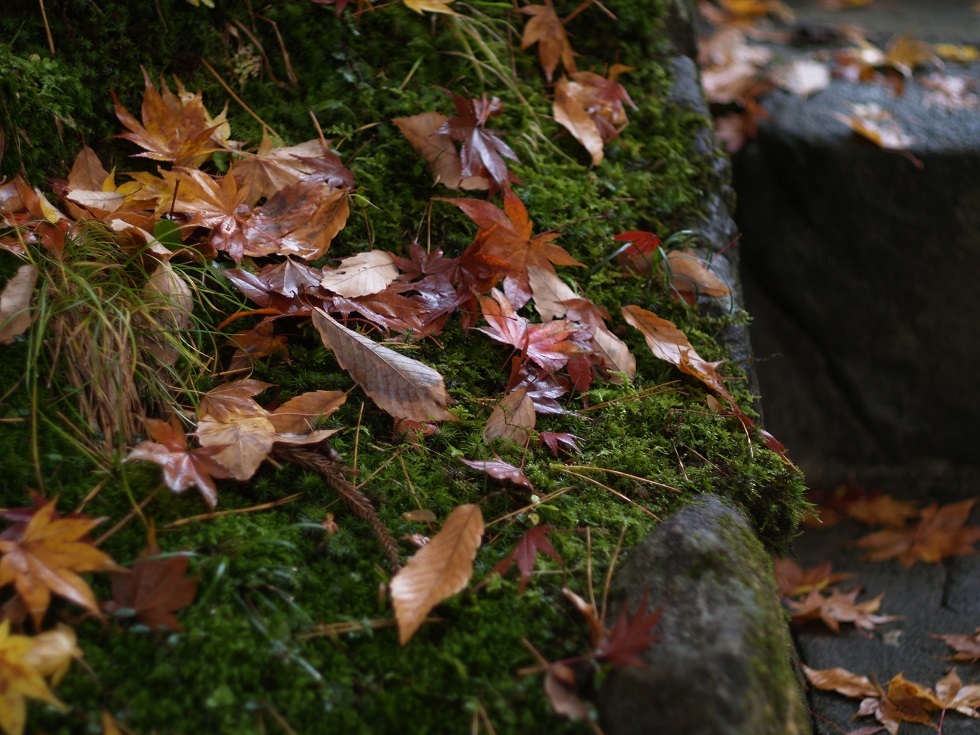 葉っぱ柔らかい