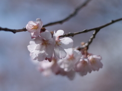 fujinonの桜