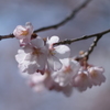 fujinonの桜