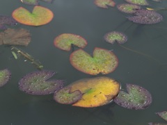 水滴はっきり