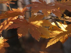 斜陽