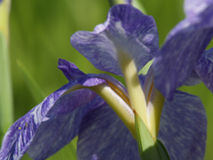 梅雨晴れの花菖蒲①