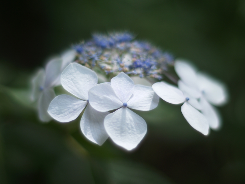 紫陽花と光④